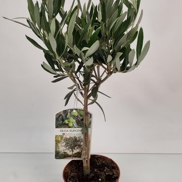 Olea europaea
