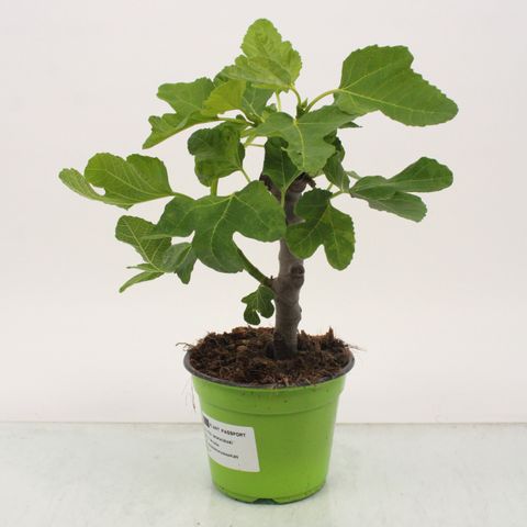 Ficus carica