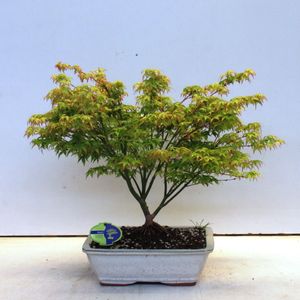 Acer palmatum 'Little Princess'
