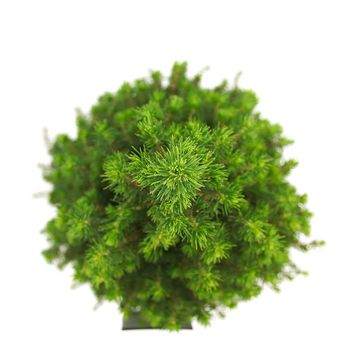 Picea glauca PERFECTA