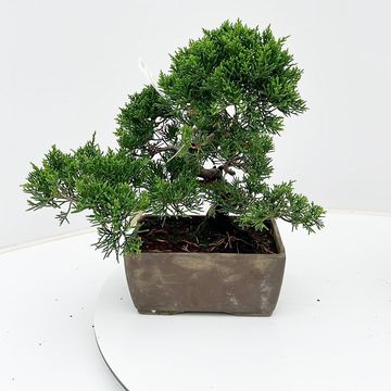 Juniperus chinensis