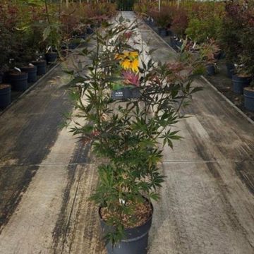 Acer palmatum 'Sumi-nagashi'