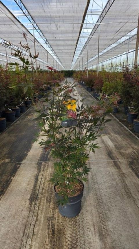 Acer palmatum 'Sumi-nagashi'
