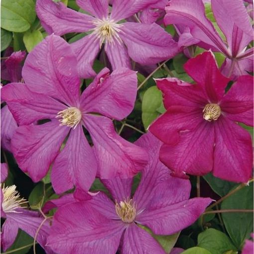 Clematis 'Margot Koster' (Vt)