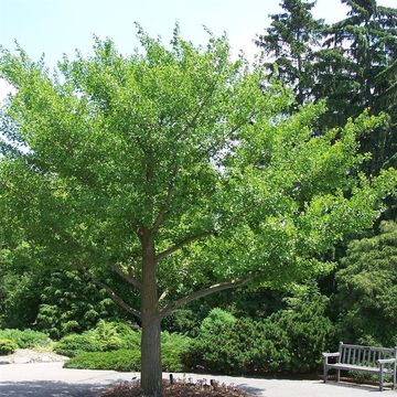 Ginkgo biloba