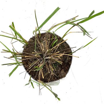 Calamagrostis x acutiflora 'Karl Foerster'