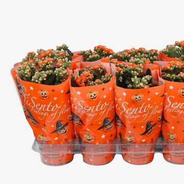 Kalanchoe blossfeldiana PERFECTA ORANGE