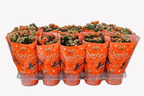 Kalanchoe blossfeldiana PERFECTA ORANGE
