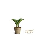 Zamioculcas zamiifolia ZENZI