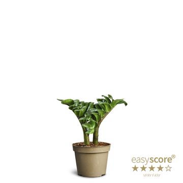 Zamioculcas zamiifolia ZENZI