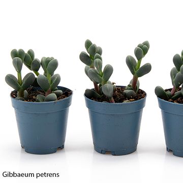 Gibbaeum petrense