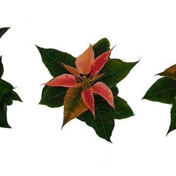 Euphorbia pulcherrima CHRISTMAS BEAUTY MARBLE