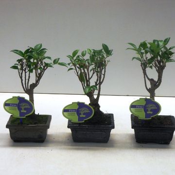 Ficus retusa