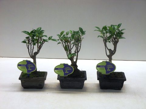Ficus retusa