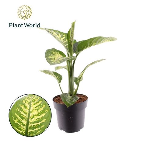Dieffenbachia seguine 'Tropic Snow'