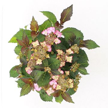 Hydrangea macrophylla TIFFANY ROSE