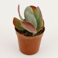 Kalanchoe thyrsiflora RED LIPS