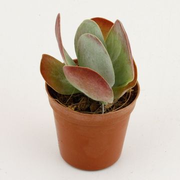 Kalanchoe thyrsiflora RED LIPS