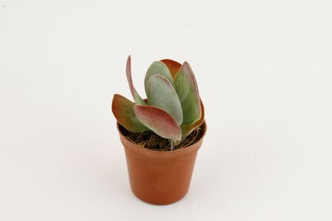 Kalanchoe thyrsiflora RED LIPS