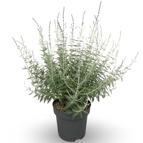 Perovskia 'Blue Spire'
