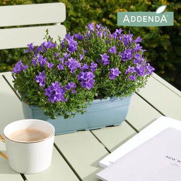 Campanula portenschlagiana AMBELLA INTENS PURPLE