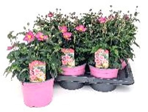 Anemone hupehensis FANTASY MIX