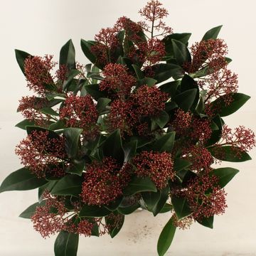 Skimmia japonica 'Rubella'