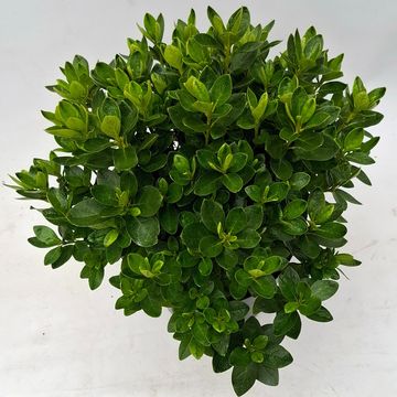 Rhododendron MAISCHNEE (AJ)