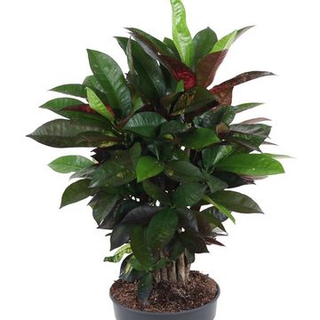 Codiaeum variegatum 'Mrs Iceton'