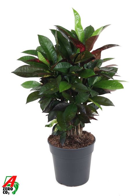 Codiaeum variegatum 'Mrs Iceton'