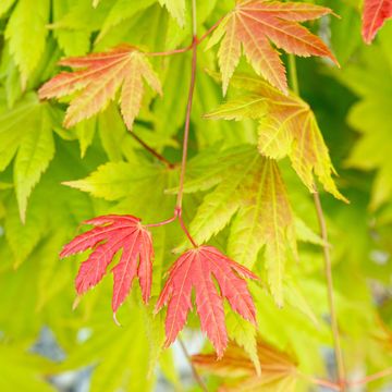 Acer shirasawanum MOONRISE