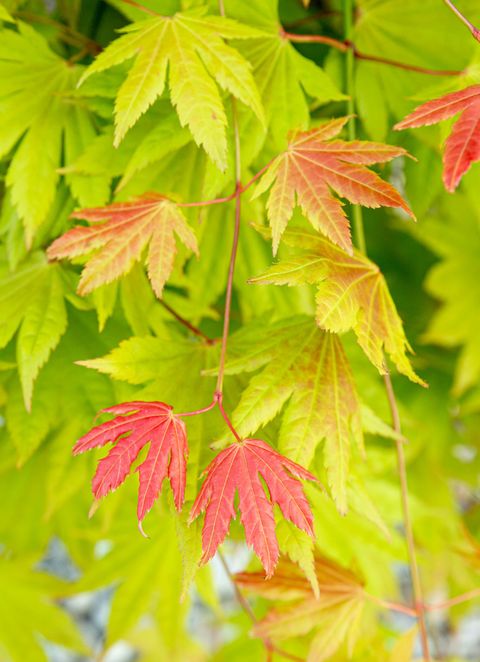 Acer shirasawanum MOONRISE