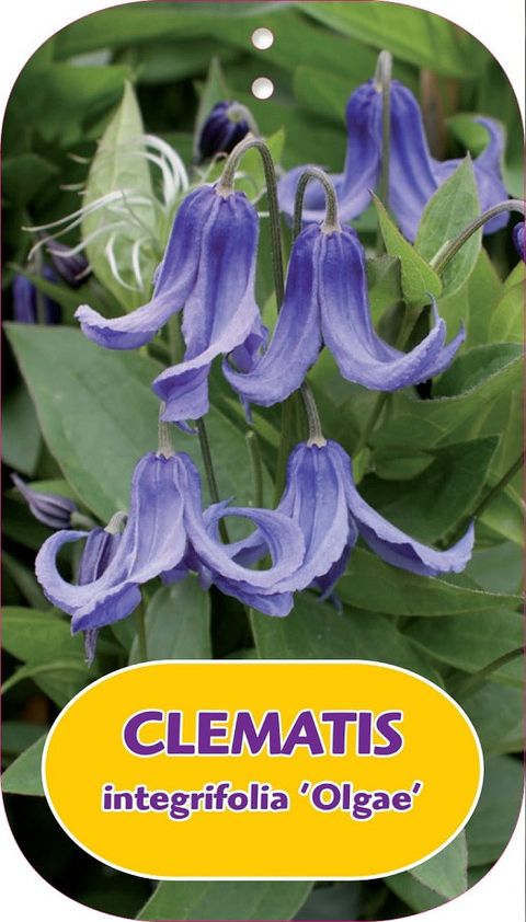 Clematis 'Diversifolia Olgae'