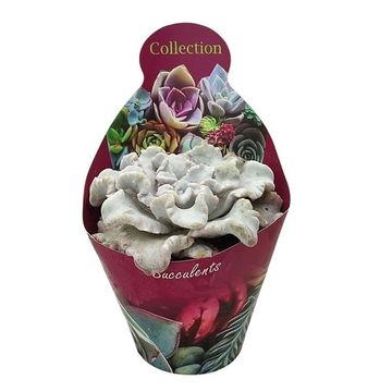 Echeveria 'Ballet Dancer'