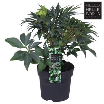 Helleborus foetidus 'Wester Flisk'