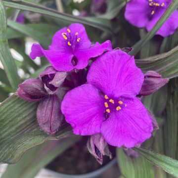 Tradescantia 'JS Brainstorm'
