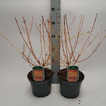 Cornus sanguinea 'Midwinter Fire'