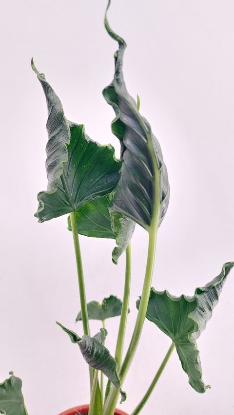 Alocasia 'Triangularis'