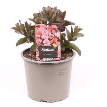 Sedum telephium BLACK KNIGHT