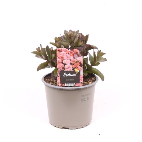 Sedum telephium BLACK KNIGHT