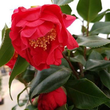 Camellia japonica 'Dr. King'