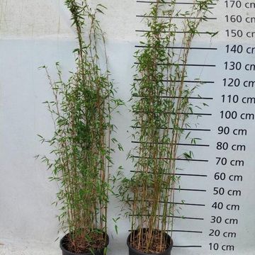 Fargesia 'Jiuzhaigou 1'