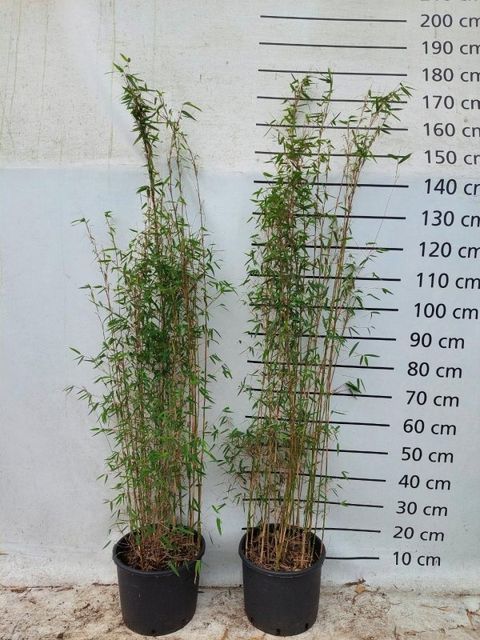 Fargesia 'Jiuzhaigou 1'