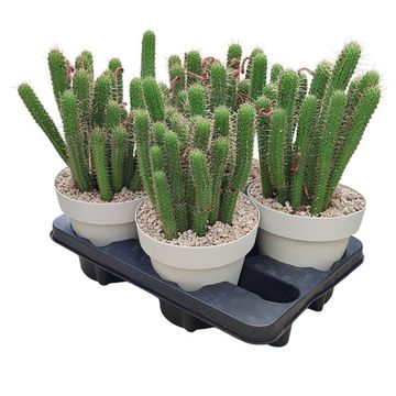 Cleistocactus baumannii