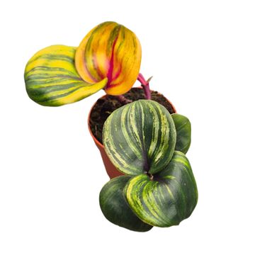 Geogenanthus ciliatus 'Aura Flame'