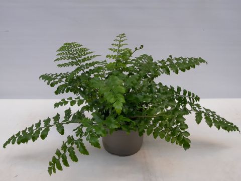 Asplenium Asplenium difforme x dimorphum 'Parvati'