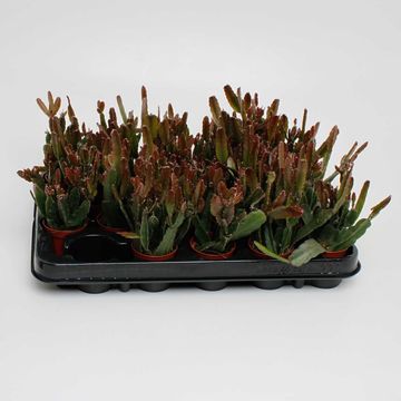 Rhipsalis agudoensis