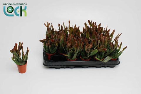 Rhipsalis agudoensis