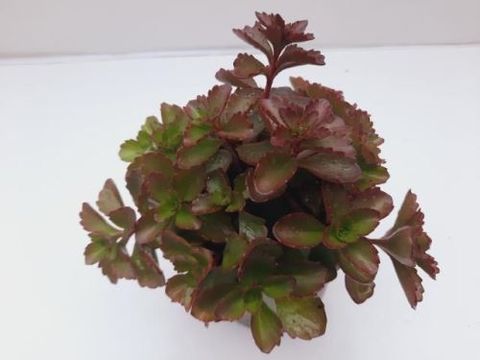 Sedum spurium 'Dragon's Blood'