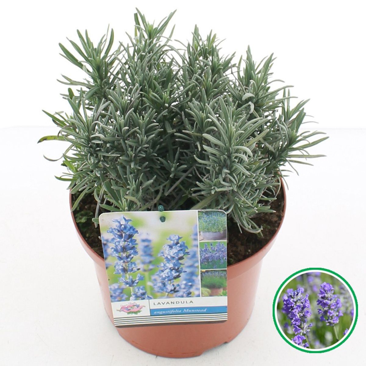 Lavandula Angustifolia Munstead — Plant Wholesale Floraccess 1779